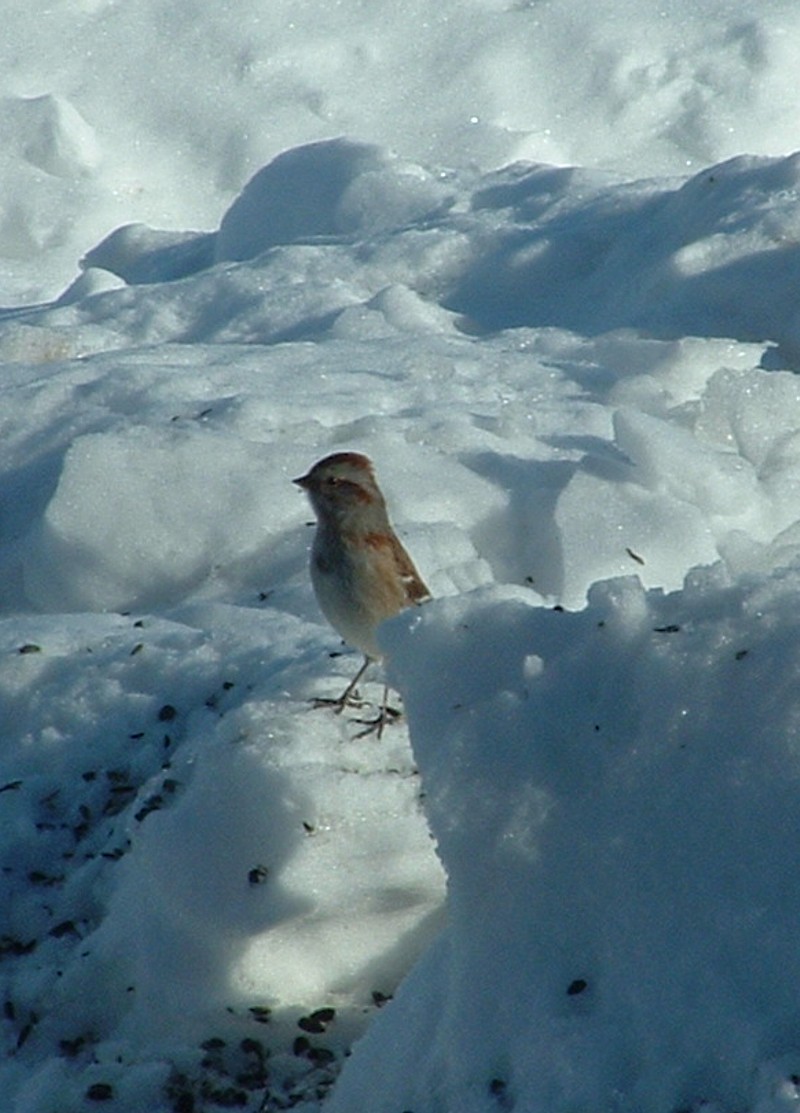 American Tree Sparrow, dining on Canadian Cuisine