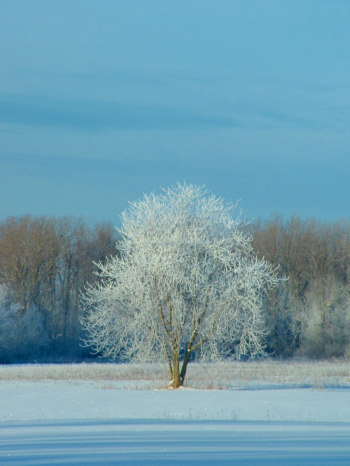 Hoarfrost Heaven