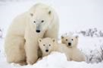 Polar Bears are doing Just Fine, Part 2 by Kajm