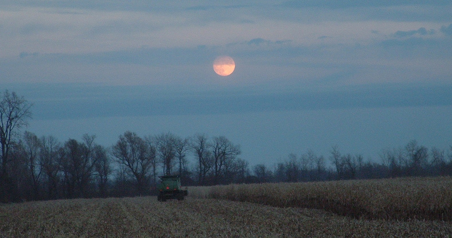 Evening Harvest