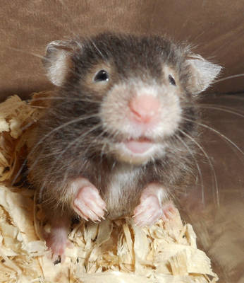 4 week old Syrian hamster