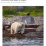 Polar bears are science deniers