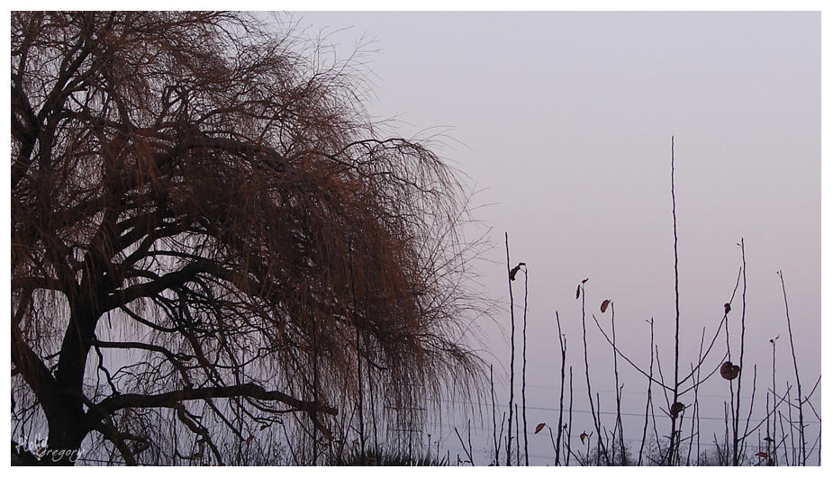 Willow tree by Shakieth on DeviantArt