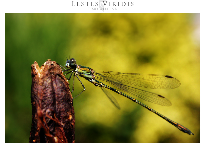 lestes viridis