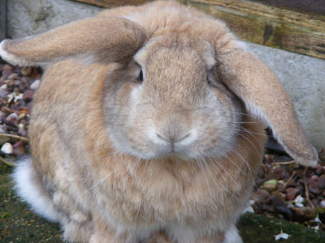 my giant french lop fudge