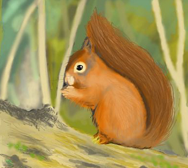 Red Squirrel