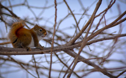 Young Red Squirrel