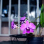 Orchid