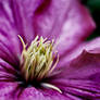 Clematis