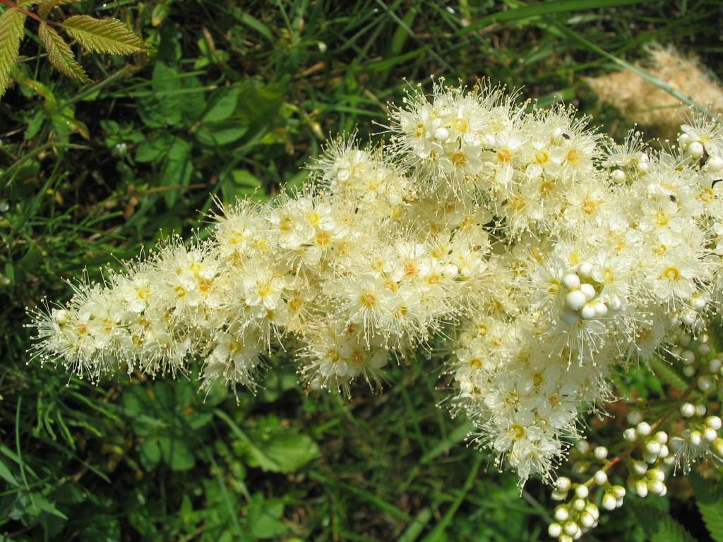 fluffy flower