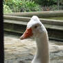 Bird- Close Up and Personal