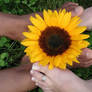 Love Peace and Happiness