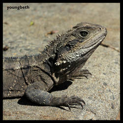 Water Dragon 1