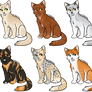 Cat Adopts | PRICE LOWERED