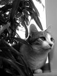 Wondering Feline Mind by AGlimpseOfMe