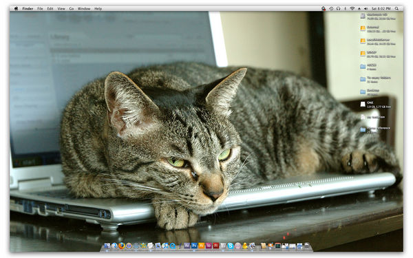 Desktop Update - Kittens :D