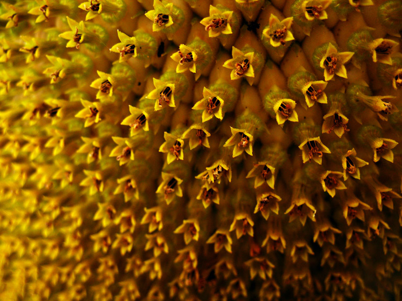 Sunflower, Close up