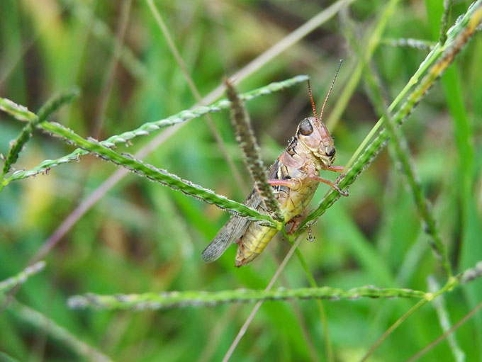 Grasshopper