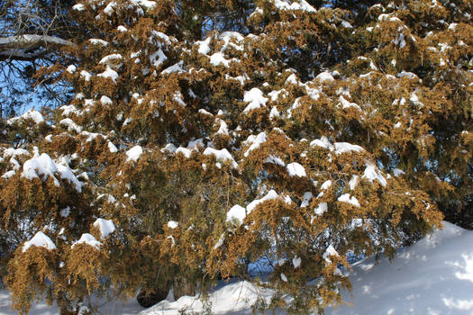 topping the trees