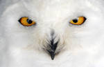 Snowy Owl. by XColourlessXRainbowX