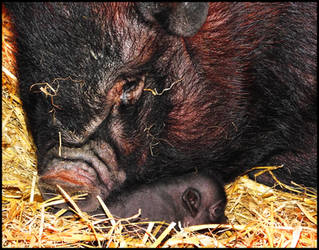 Mom and Piglet