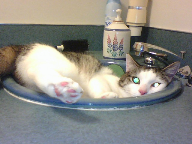 Pip in the sink