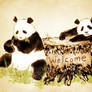 Panda Welcome