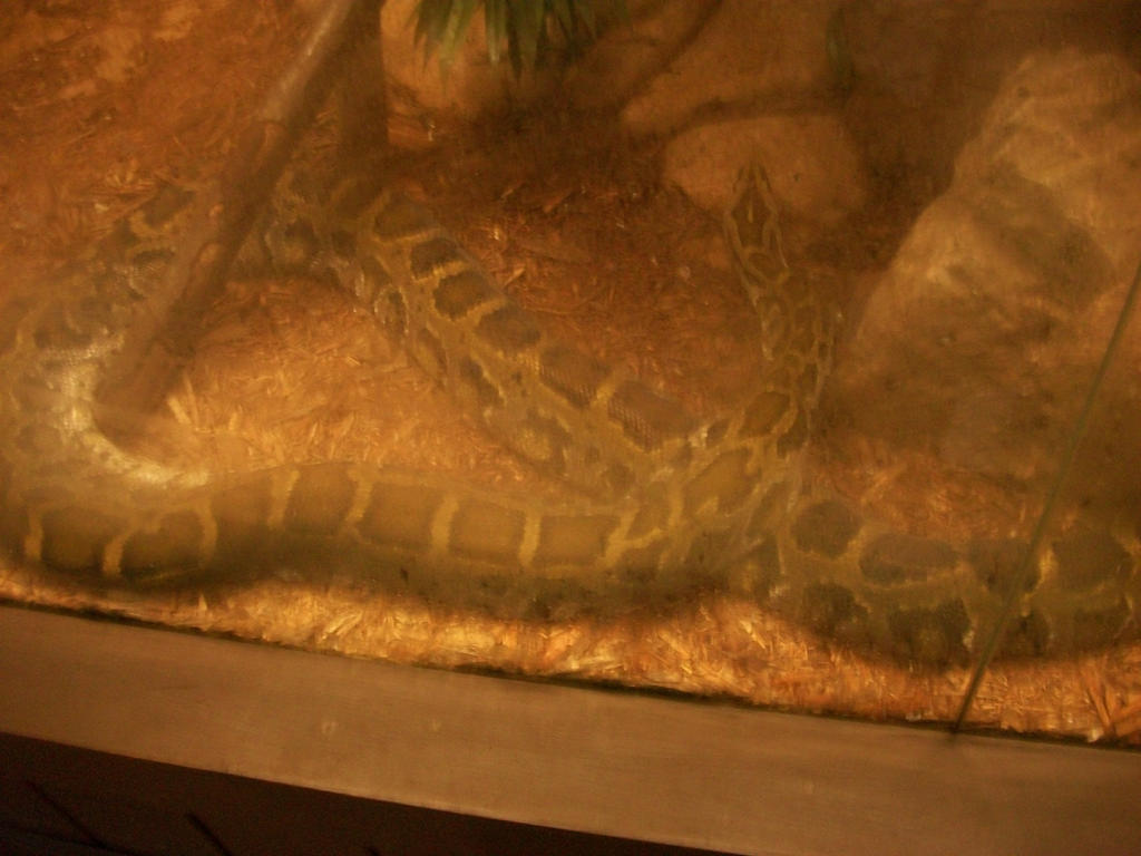 Burmese Python by ProfDanB on DeviantArt