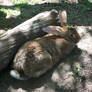 Flemish Giant Rabbit