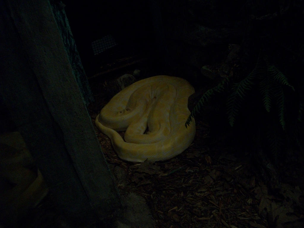 Burmese Python by ProfDanB on DeviantArt