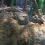 Eastern Massasauga Rattlesnake