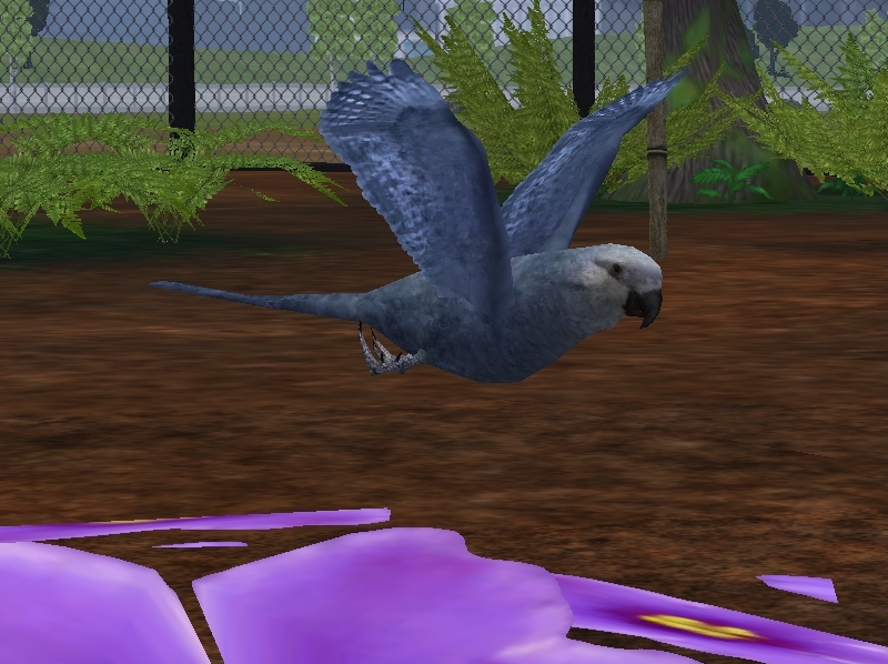 Zoo Tycoon 2 Birds Of Paradise Download - Colaboratory