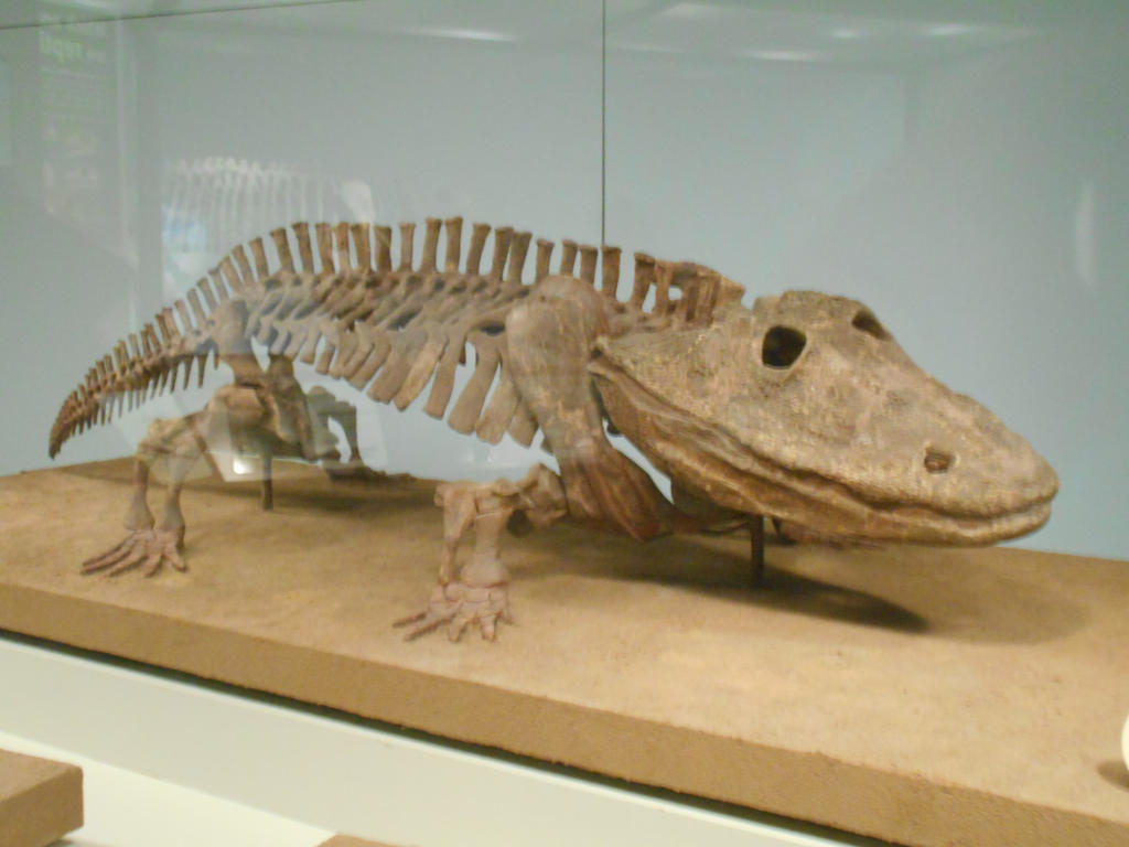 Eryops Ribs Eryops by ProfDanB on DeviantArt