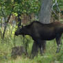 Western Moose