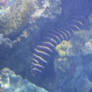 Meet The Zebra Moray Eel