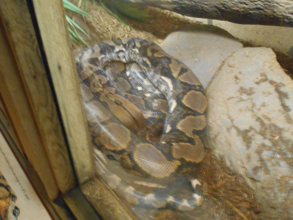 Meet The Reticulated Python by ProfDanB on DeviantArt