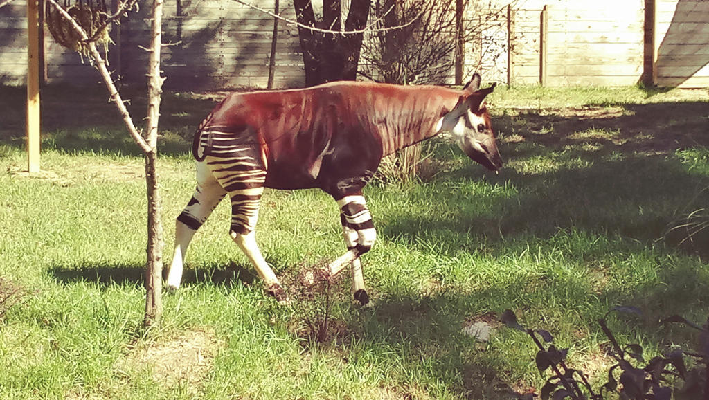 Okapi by ProfDanB on DeviantArt