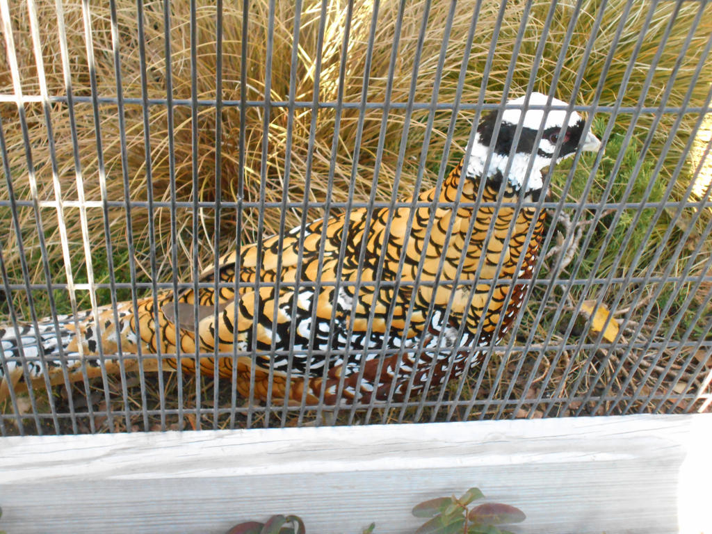 Reeves's Pheasant