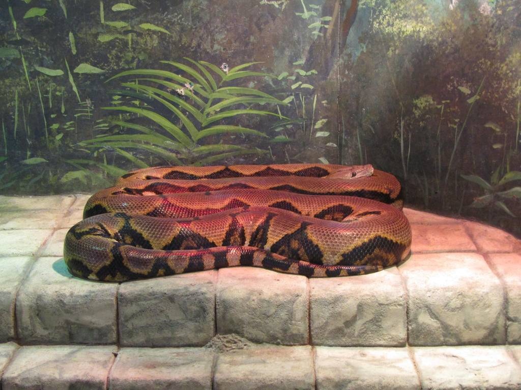 Reticulated Python by ProfDanB on DeviantArt