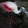 Roseate Spoonbill