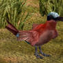 ZT2 Showcase - Southern Carmine Bee-Eater