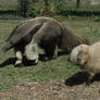 Giant Anteater and Capybara Portrait