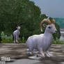 ZT2 Showcase - Dall Sheep