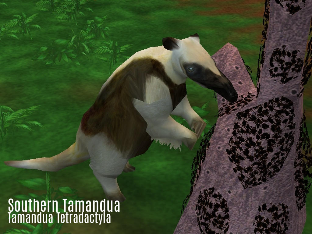 Southern Tamandua and Captain team up for a Super Intimidation