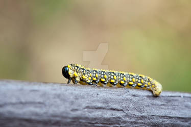 Introduced Pine Sawfly Larva