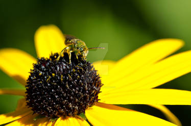 Sweat Bee