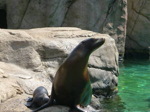 Mama Sea Lion and Her Baby