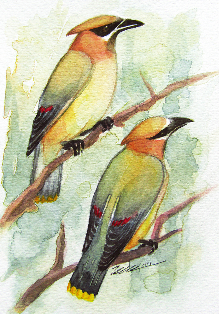 Cedar Waxwings