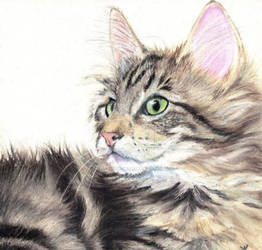 Maine coon