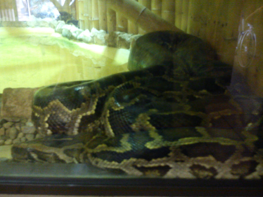 Indian Python by Athaair on DeviantArt